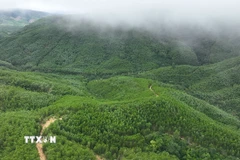 Diện tích rừng trồng gỗ lớn ở xã Vân Canh do hạt Kiểm lâm Vân Canh quản lý. (Ảnh: Vũ Sinh/TTXVN)