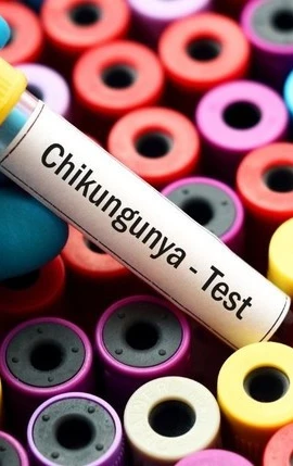 Hiện nay, dịch bệnh Chikungunya đang có xu hướng gia tăng. (Ảnh: PV/Vietnam+)