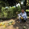 Xoài đến thời điểm thu hoạch nhưng gia đình ông Phạm Văn Tuyên (xã La Ngà, huyện Định Quán, Đồng Nai) buộc phải để chín rụng đầy gốc vì giá bán không đủ tiền công thu hái. (Ảnh: Lê Xuân/TTXVN)