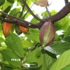 Cacao. (Ảnh: Minh Hưng/TTXVN)