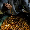 Nông dân thu hoạch càphê tại Espírito Santo, Brazil. (Ảnh: AFP/TTXVN)