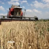 Nông dân thu hoạch lúa mì trên cánh đồng gần Kramatorsk, Ukraine ngày 4/8/2023. (Ảnh: AFP/TTXVN)