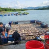 Cá chết nổi trong lồng bè nuôi tại hồ Mai Thành (phường Lộc Tiến, thành phố Bảo Lộc) . (Ảnh: TTXVN phát)