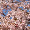 Lễ hội ngắm hoa anh đào tại Tokyo