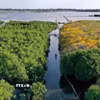 Rú Chá là khu rừng ngập mặn nguyên sinh duy nhất còn sót lại trên phá Tam Giang thuộc phường Hóa Châu. (Ảnh: Hồ Cầu/TTXVN)