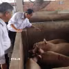 Kiểm tra khu vực lưu heo chờ giết mổ tại Cơ sở giết mổ N.Đ.H.G. (Ảnh: Nguyễn Hằng/TTXVN)