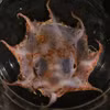Loài bạch tuộc mới phát hiện được đặt tên là Opisthoteuthis carnarvonensis. (Nguồn: ABC News)