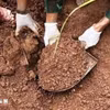 "Chiến dịch 500 ngày đêm" tập trung xác định danh tính hài cốt liệt sỹ, tìm kiếm quy tập hài cốt liệt sỹ. (Nguồn: TTXVN phát)