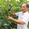 Anh Chu Đức Hưng (sinh năm 1981, dân tộc Tày, hiện là trưởng thôn 4B, xã Đạ Tẻh, tỉnh Lâm Đồng) là người có uy tín, gương mẫu trong các phong trào phát triển kinh tế-xã hội ở địa phương. (Ảnh: Nguyễn Huy Thành/Vietnam+)