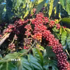 Giá càphê tại khu vực Tây Nguyên dao động trong khoảng 87.100-87.800 đồng/kg. (Ảnh: Hồng Điệp/TTXVN)