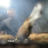 Để có một con cá lóc nướng vàng ươm, người nướng phải khéo léo, trở tay đều để cá không bị cháy. (Ảnh: Mạnh Linh/TTXVN)