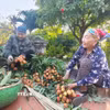 Nông dân Bắc Ninh thu hoạch vải thiều. (Ảnh: Thanh Thương/TTXVN)