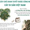 12 cây chè shan tuyết được công nhận là Cây Di sản Việt Nam