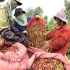 Thu hoạch càphê. (Ảnh: Vũ Sinh/TTXVN)