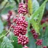 Cà phê tại Đắk Lắk. (Ảnh: Hoài Thu/TTXVN)