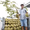 Nông dân Đồng Tháp vận chuyển sầu riêng đi tiêu thụ. (Ảnh: Công Trí/TTXVN)