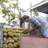 Nông dân Đồng Tháp vận chuyển sầu riêng đi tiêu thụ. (Ảnh: Công Trí/TTXVN)