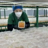 Hợp tác xã Nấm Tam Đảo luôn kiểm tra, theo dõi sự phát triển của các nấm đông trùng hạ thảo để đảm bảo chất lượng sản phẩm đến tay người tiêu dùng. (Ảnh: Nguyễn Thảo/TTXVN)