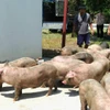 Đàn lợn không rõ nguồn gốc bị lực lượng Công an xã Đức Long phát hiện, bắt giữ. (Nguồn: Báo Cao Bằng)