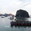 Các tàu đánh bắt hải sản tránh trú bão tại khu vực biển phường Hồng Gai, tỉnh Quảng Ninh. (Ảnh: Đức Hiếu/TTXVN)