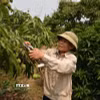 Ông Vũ Đức Nhuận ở thôn Thiệu Mỹ, xã Hà Đông, thành phố Hải Phòng chăm sóc vườn vải. (Ảnh: Mạnh Minh/TTXVN)