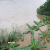 Ảnh minh họa. (Ảnh: Hương Thu/TTXVN)