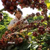 Thu hoạch càphê. (Ảnh: Vũ Sinh/TTXVN)