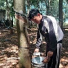Nông dân khai thác mủ cao su. (Ảnh: K GỬIH/TTXVN)