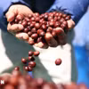 Doanh nghiệp Việt Nam quảng bá càphê
