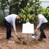 Tổng Bí thư, Chủ tịch nước Tô Lâm và Thủ tướng Singapore Lawrence Wong trồng cây lưu niệm. (Ảnh: Thống Nhất/TTXVN)