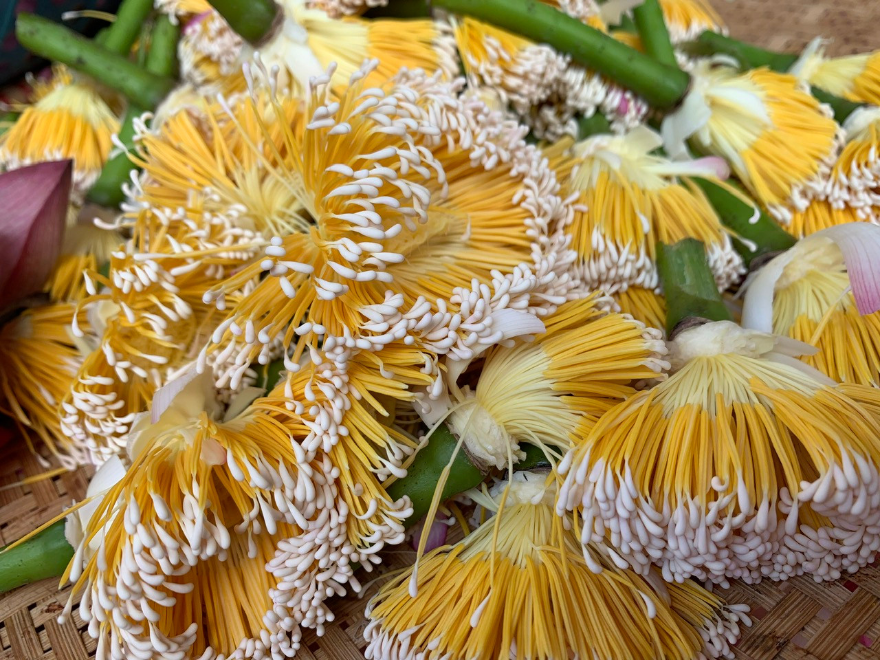 vnp_tra sen (17).jpg