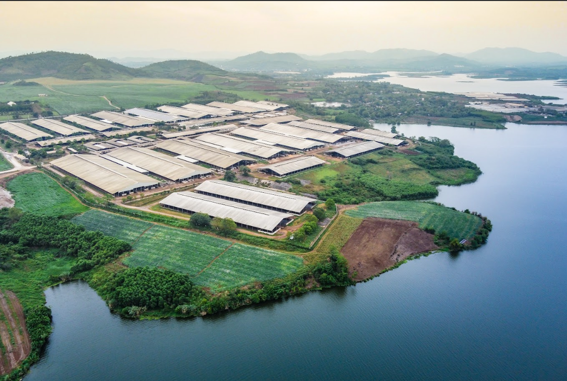 trang trai bo sua.PNG