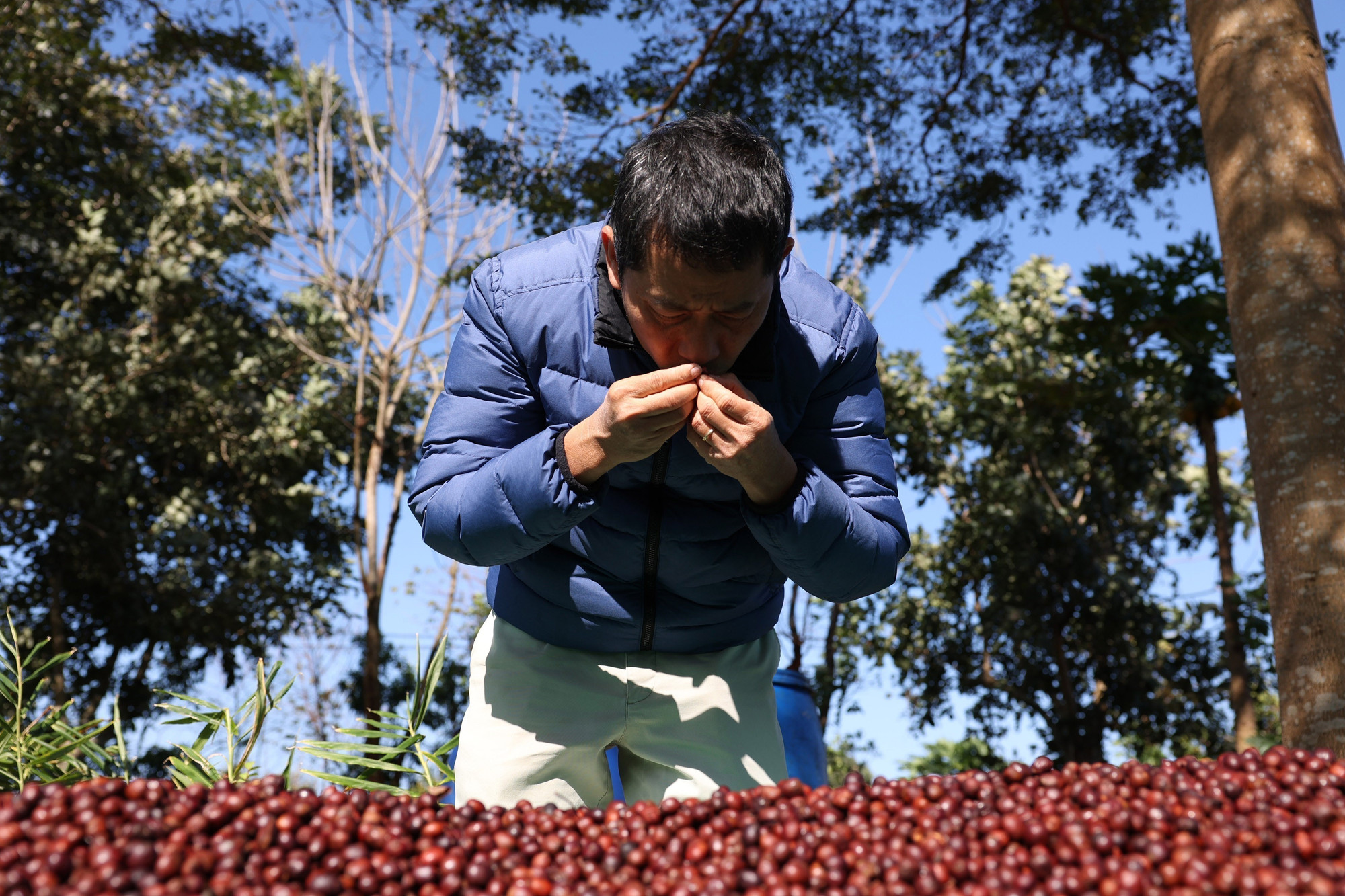Ông Lê Đình Tư, chủ trang trại Aeroco Coffee, thành phố Buôn Ma Thuột, kiểm tra chất lượng càphê đặc sản. (Ảnh: Tuấn Anh/TTXVN) ttxvn_thanh_pho_buon_ma_thuot_tro_thanh_diem_den_cua_ca_phe_the_gioi_2.jpg