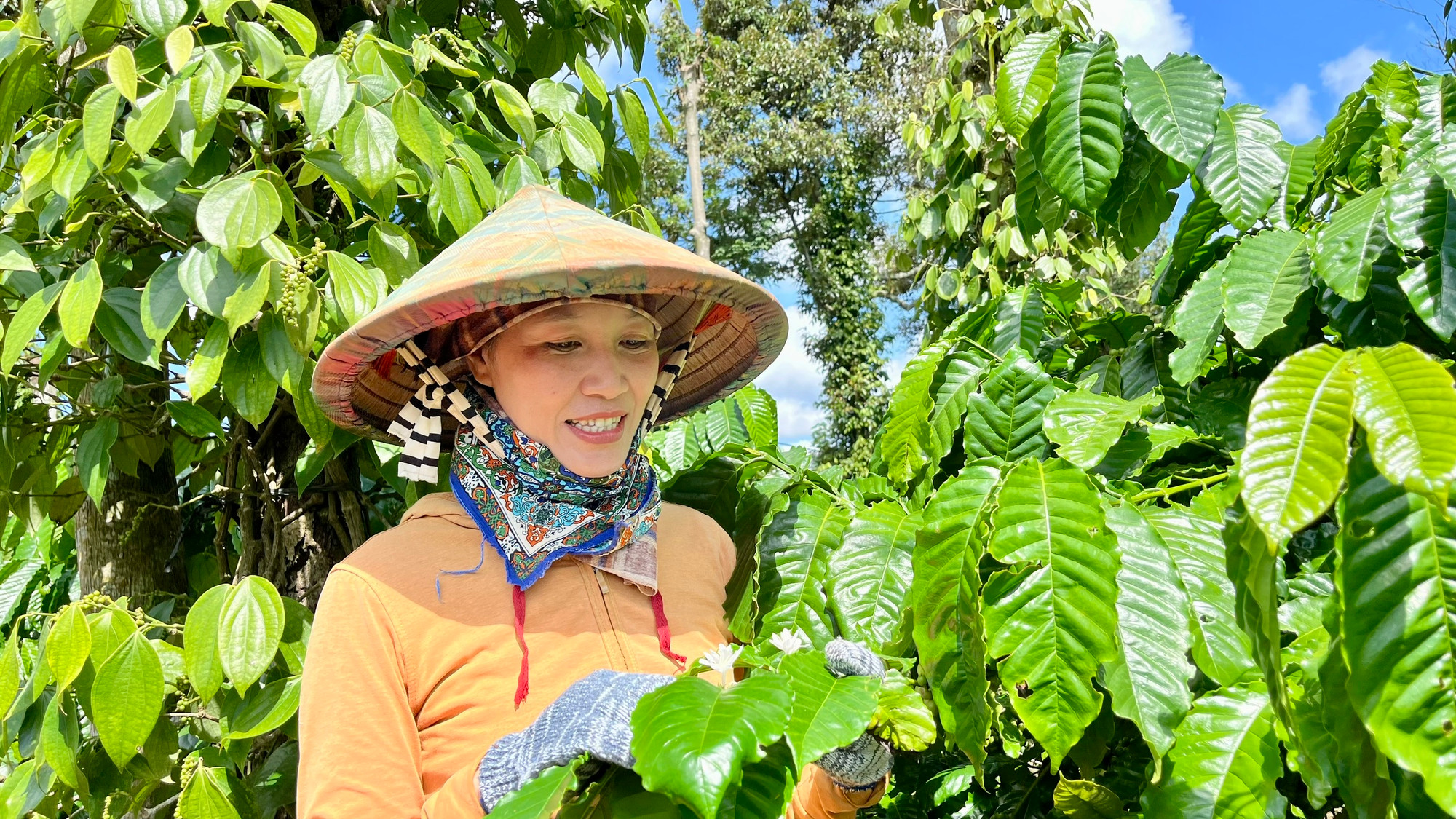 Chị Mai Thị Nhung, một nữ nông dân sinh năm 1981 ở Đắk Lắk, thành công kinh tế nhờ khởi nghiệp với nông nghiệp bền vững. (Ảnh: Vietnam+)