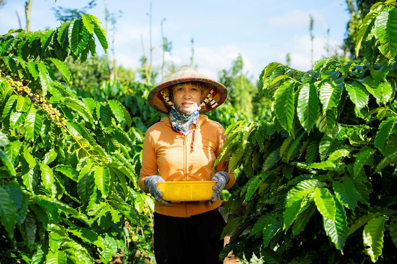 Chị Mai Thị Nhung, một nông dân trồng cà phê tại thôn 9, xã Ea Tiêu, huyện Cư Kuin, tỉnh Đắk Lắk, hiện là nhóm trưởng Chương trình NESCAFÉ Plan, quản lý 90 hộ nông dân. (Ảnh: Vietnam+) vnp_Chi Nhung.JPG