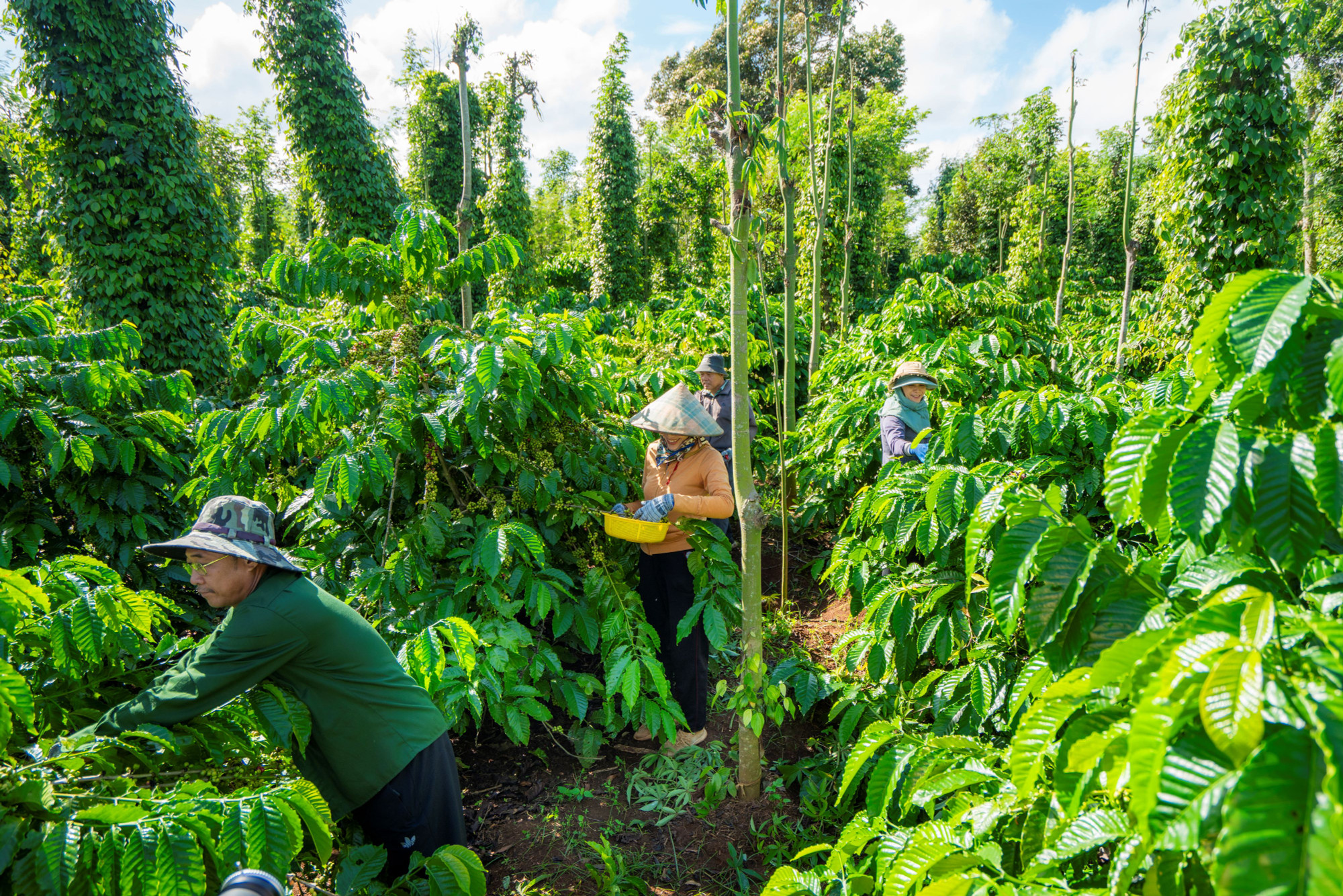 Đội ngũ NESCAFÉ Plan đã chọn cách tiếp cận "cầm tay chỉ việc,” hướng dẫn nông dân ngay tại vườn cà phê của họ. (Ảnh: Vietnam+) vnp_vuon ca phe 4.JPG