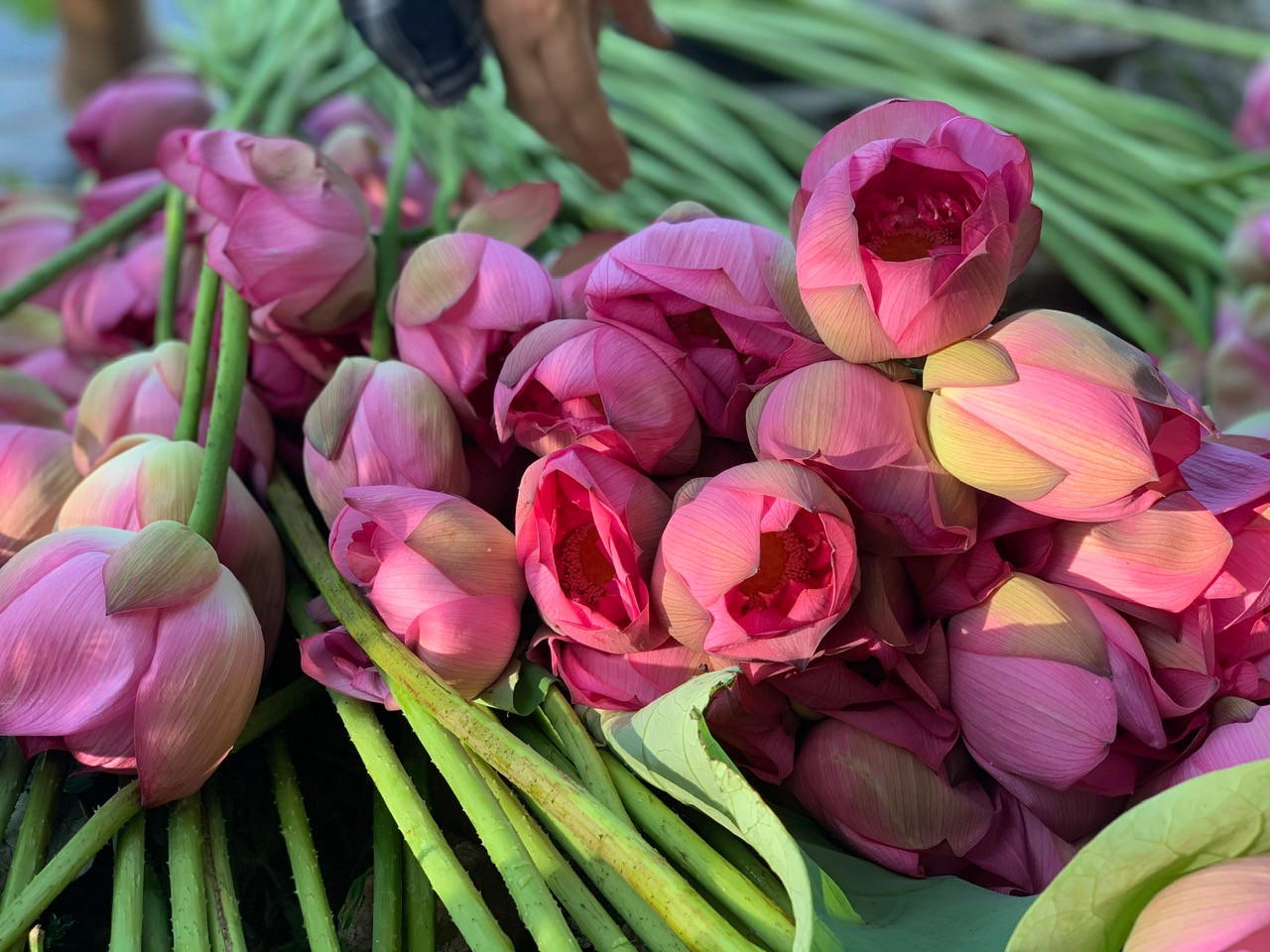 Những đóa sen Bách Diệp được hái vào sớm mai phục vụ cho làm trà. (Ảnh: Mai Mai/Vietnam+)