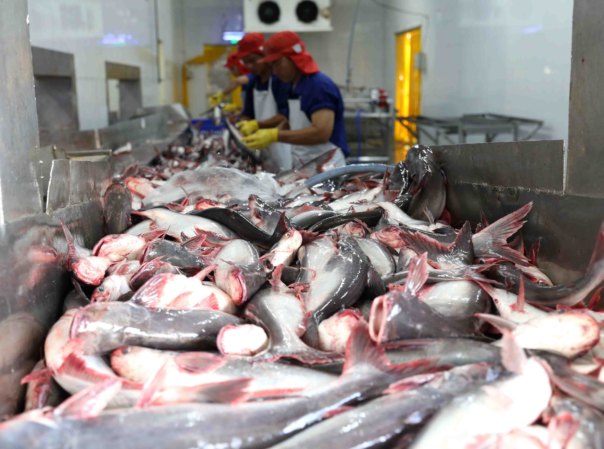 ttxvn_vietnam chile (9).jpg