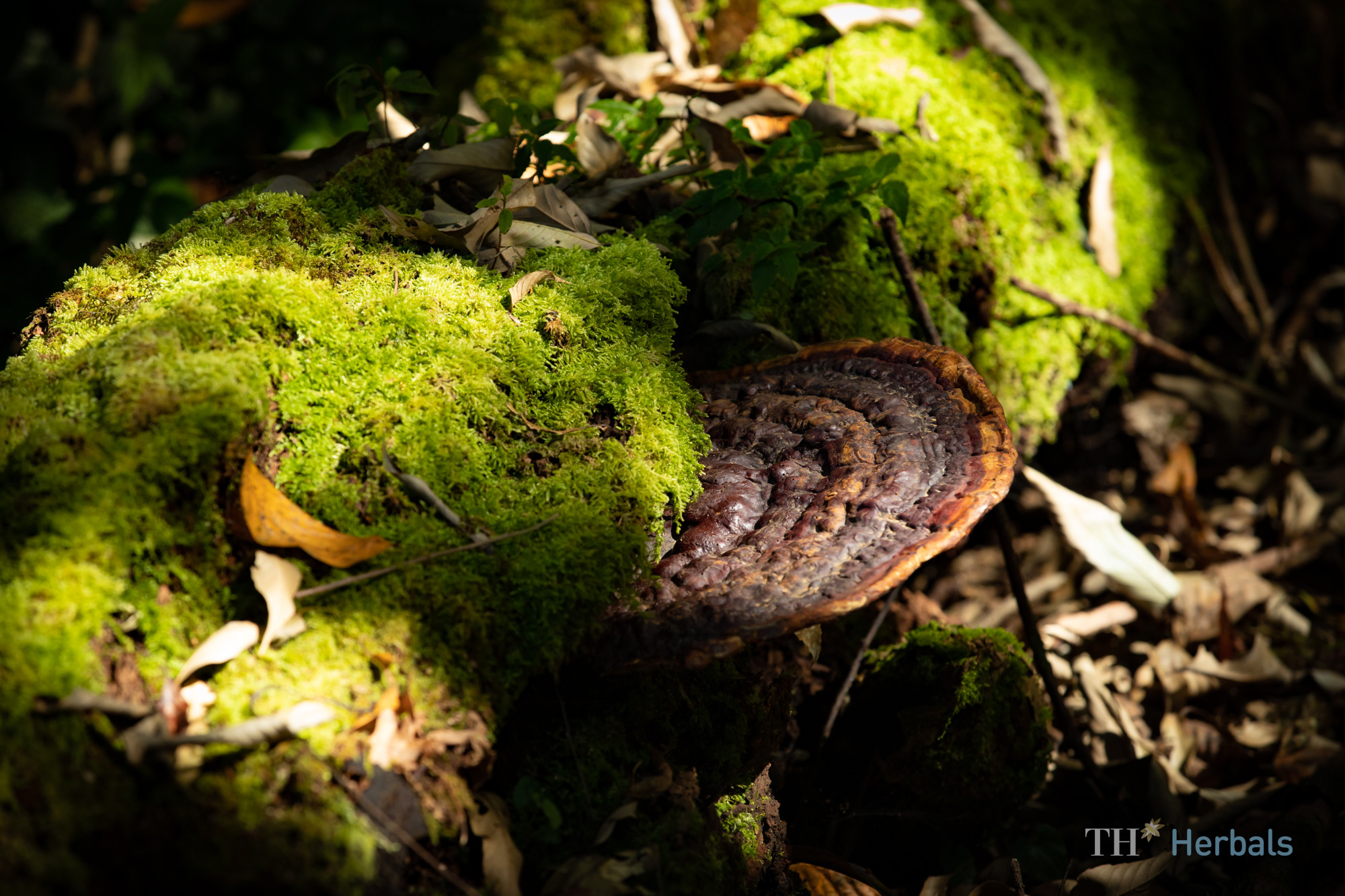 Nấm linh chi tự nhiên trong rừng núi Mường Lống.jpg