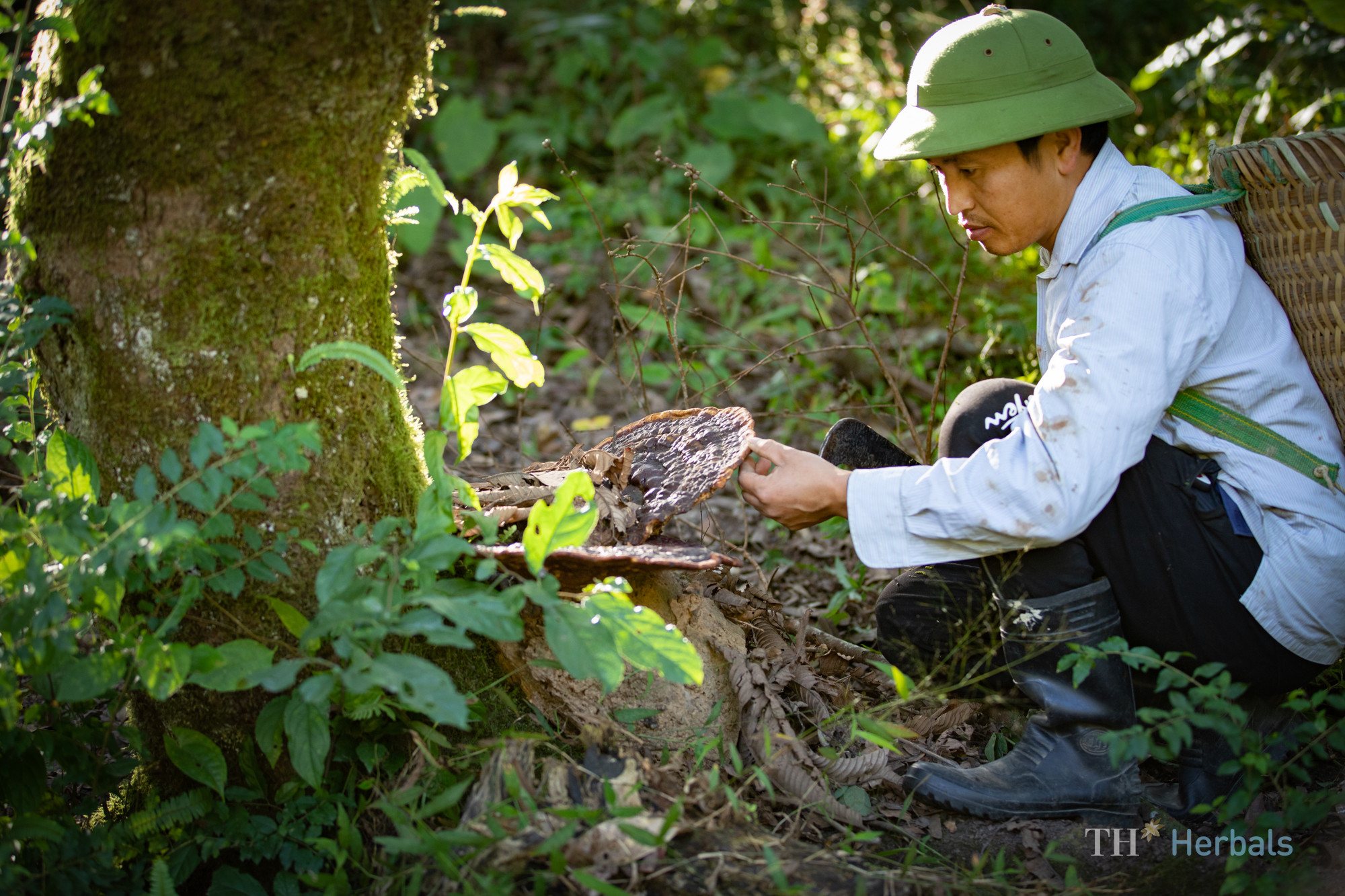 Nấm linh chi được người dân bản địa thu hái tự nhiên từ rừng.jpg
