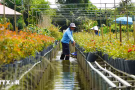 Trồng hoa, kiểng trên giàn là phương thức canh tác truyền thống của gia đình ông Nguyễn Văn Sang ở phường Sa Đéc. (Ảnh: Nhựt An/TTXVN)