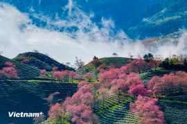 Sắc hoa mai anh đào bung nở tuyệt đẹp ở Sa Pa. (Ảnh: Hương Sơn/Vietnam+)