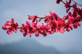 Sắc đào Lạng Sơn. (Ảnh: BTC)
