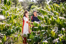 Hai đại sứ của mùa lễ hội càphê năm nay. (Ảnh: CTV/Vietnam+)
