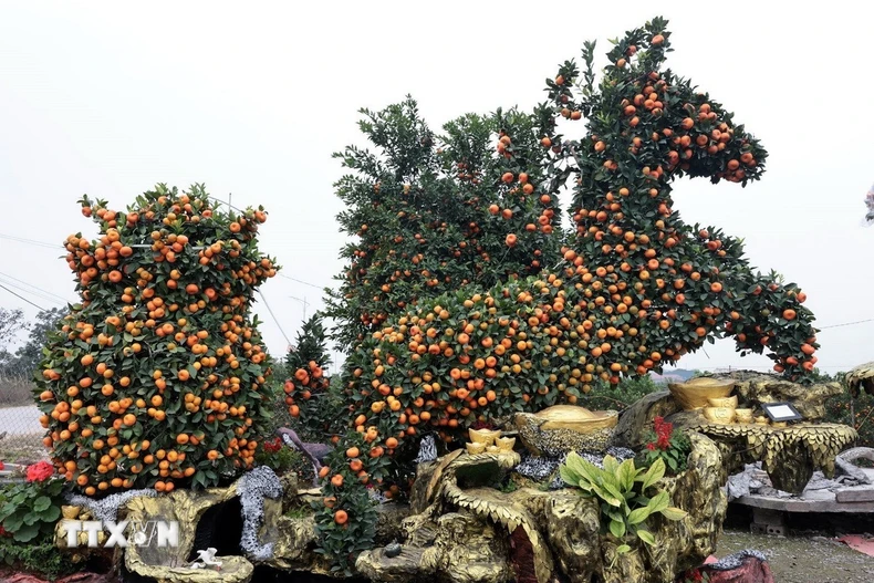 Quất được các nghệ nhân làng nghề Thắng Lợi, Mễ Sở tạo hình “mã đáo” mừng năm mới Bính Ngọ. (Ảnh: Trần Việt/TTXVN)