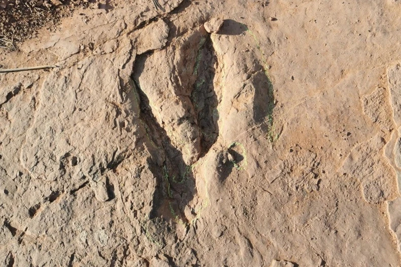 Ảnh minh họa. (Ảnh Bảo tàng Lịch sử Tự nhiên Đá Yingliang)