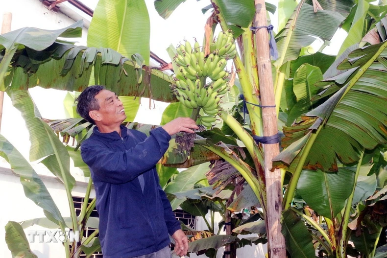 Ông Trần Văn Lại, thôn 5 Hòa Hậu, xã Nam Lý, kiểm tra chất lượng chuối ngự. (Ảnh: Nguyễn Chinh/TTXVN)