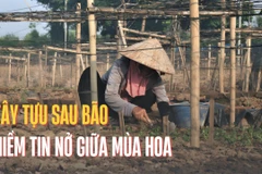 Làng nghề Tây Tựu sau bão: Niềm tin vẫn nở giữa mùa hoa