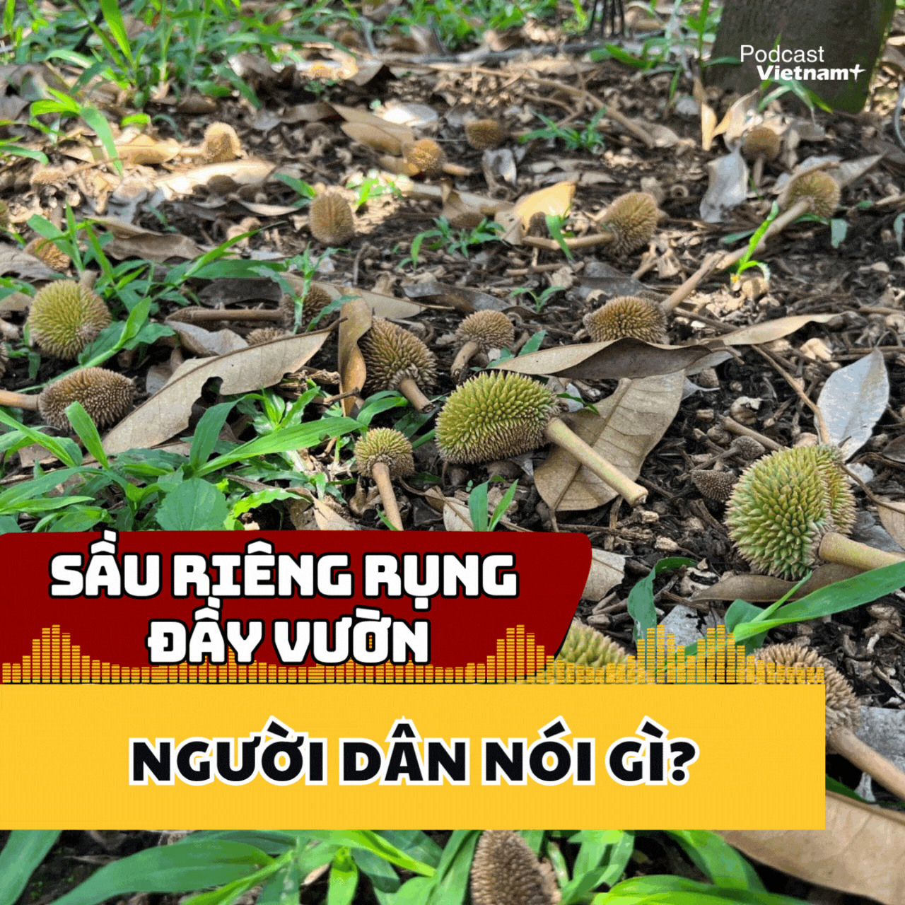 Sầu riêng rụng đầy vườn vì dừng xét nghiệm xuất khẩu, người dân nói gì?