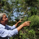 Đến nay, thầy Thống đã nhân giống được hơn 2.500 cây thủy tùng, góp phần bảo tồn nguồn gene quý. (Ảnh: Thu Hiền/TTXVN)